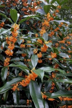 Fragrant Orange Tea Olive - Osmanthus Fragrans Aurantiacus - 5 Gallon Pot 12 Fragrant Orange Tea Olive - Osmanthus Fragrans Aurantiacus - 5 Gallon Pot -Garden Plant Shop Tea Olive Orange 102 3