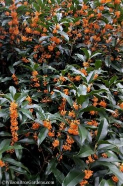 Fragrant Orange Tea Olive - Osmanthus Fragrans Aurantiacus - 5 Gallon Pot 13 Fragrant Orange Tea Olive - Osmanthus Fragrans Aurantiacus - 5 Gallon Pot -Garden Plant Shop Tea Olive Orange 103 3