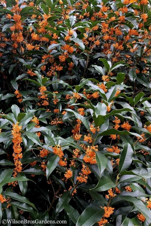 Fragrant Orange Tea Olive - Osmanthus Fragrans Aurantiacus - 7 Gallon Pot (4-5') 7 Fragrant Orange Tea Olive - Osmanthus Fragrans Aurantiacus - 7 Gallon Pot (4-5') - Image 7