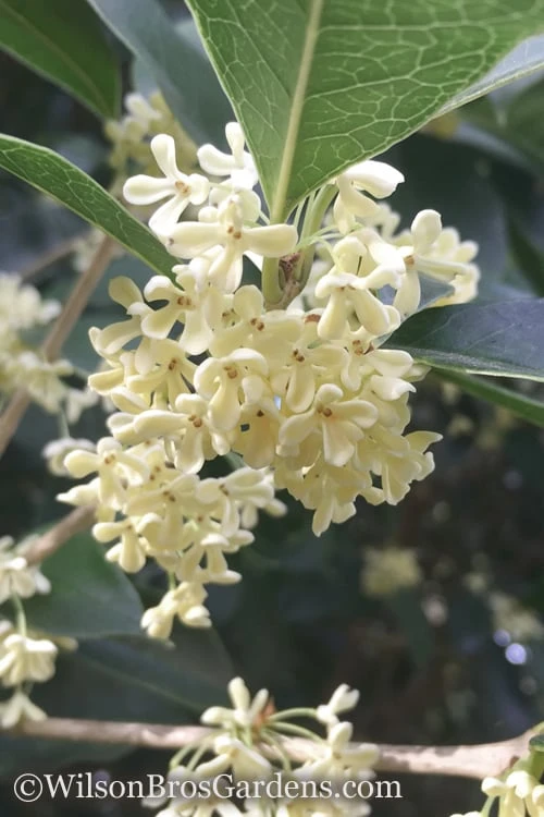 Fragrant White Tea Olive - 7 Gallon Pot (4-5') 1 Fragrant White Tea Olive - 7 Gallon Pot (4-5')