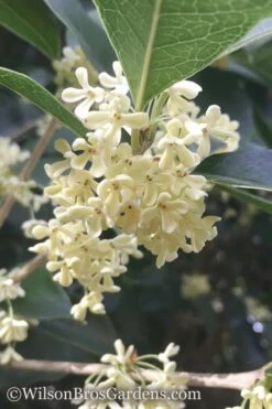 Fragrant White Tea Olive - 1 Gallon Pot