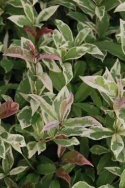 Pink Flush Variegated Tea Olive (Osmanthus Fragrans 'Yinbi Shuanghui') - Quart Pot 9 Pink Flush Variegated Tea Olive (Osmanthus Fragrans 'Yinbi Shuanghui') - Quart Pot -Garden Plant Shop Tea Olive Yinbi Shuanghui Variegated 2 4