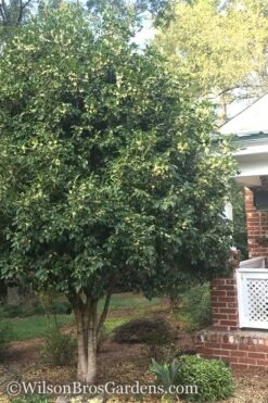 Fragrant White Tea Olive - 5 Pack Of Quart Pots -Garden Plant Shop Teav Olive White Osmanthus Fragrans 500x750 3