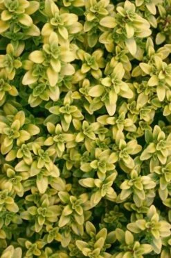 Archers Gold Lemon Thyme - Thymus Citriodorus - 10 Pack Of Pint Pots -Garden Plant Shop Thyme Archers Gold Rev 500x750 2