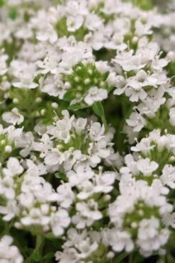 White Creeping Thyme (Thymus Praecox 'Albiflorus') - 5 Pack Of Quart Pots -Garden Plant Shop Thyme Creeping White 3