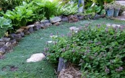 Elfin Creeping Thyme (Thymus Serpyllum 'Elfin') - 5 Pack Of Quart Pots -Garden Plant Shop Thyme Elfin 10 3