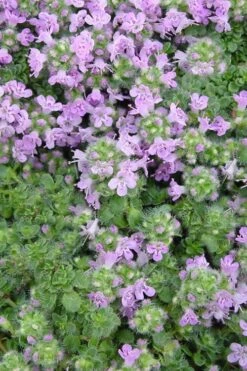 Elfin Creeping Thyme (Thymus Serpyllum 'Elfin') - 5 Pack Of Quart Pots -Garden Plant Shop Thyme Elfin BS 3