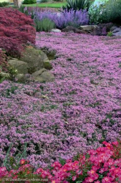 Pink Chintz Thyme - Thymus Serpyllum - 10 Pack Of Quart Pots 10 Pink Chintz Thyme - Thymus Serpyllum - 10 Pack Of Quart Pots -Garden Plant Shop Thyme Pink Chintz 10 5