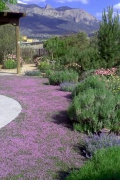 Pink Chintz Thyme - Thymus Serpyllum - 5 Pack Of Pint Pots