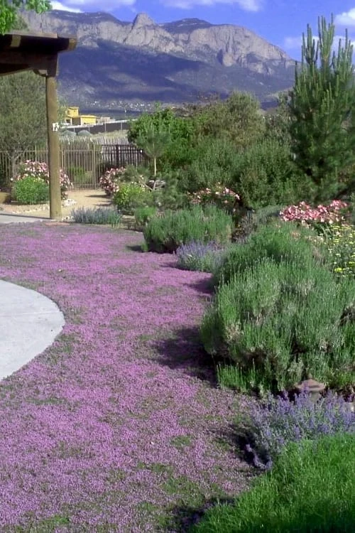 Pink Chintz Thyme - Thymus Serpyllum - 6 Pack Of Pint Pots 1 Pink Chintz Thyme - Thymus Serpyllum - 6 Pack Of Pint Pots