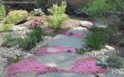 Pink Chintz Thyme - Thymus Serpyllum - 5 Pack Of Quart Pots -Garden Plant Shop Thyme Pink Chintz 8 4