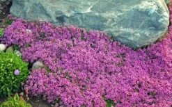 Red Creeping Thyme (Thymus Praecox 'Coccineus') - 8 Pack Of Quart Pots -Garden Plant Shop Thyme Red Creeping 10 2