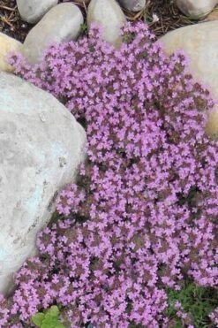 Pink Chintz Thyme - Thymus Serpyllum - 10 Pack Of Quart Pots 13 Pink Chintz Thyme - Thymus Serpyllum - 10 Pack Of Quart Pots -Garden Plant Shop Thyme Red Creeping 12 5