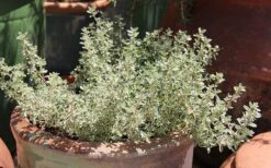 Silver Lemon Thyme - Thymus - 3 Pack Of Quart Pots 8 Silver Lemon Thyme - Thymus - 3 Pack Of Quart Pots -Garden Plant Shop Thyme Silver Lemon 5