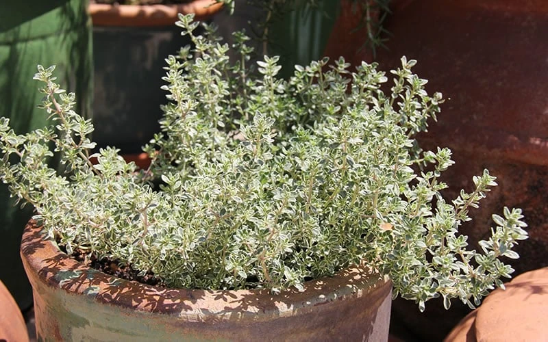 Silver Lemon Thyme - Thymus - 3 Pack Of Quart Pots 4 Silver Lemon Thyme - Thymus - 3 Pack Of Quart Pots - Image 4