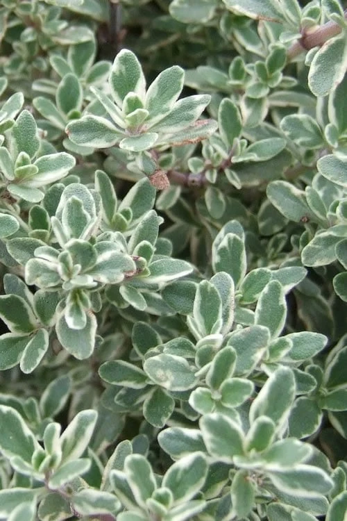 Silver Lemon Thyme - Thymus - 3 Pack Of Quart Pots 1 Silver Lemon Thyme - Thymus - 3 Pack Of Quart Pots