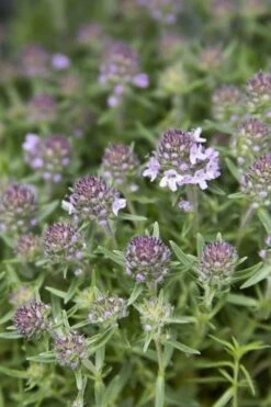 Spicy Orange Thyme - 6 Pack Of Pint Pots -Garden Plant Shop Thyme Spicy Orange 10