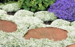 White Creeping Thyme (Thymus Praecox 'Albiflorus') - 5 Pack Of Quart Pots -Garden Plant Shop Thyme White Creeping 5
