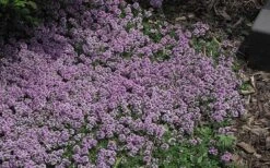 Splendens Purple Creeping Thyme - (Thymus Praecox) - 5 Pack Of Quart Pots -Garden Plant Shop Thymus Praecox Splendens 4