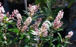 Chipolo Pink Titi Tree - Cliftonia Monophylla - 3 Gallon Pot -Garden Plant Shop Titi Tree Chipolo Pink 2