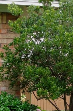 Chipolo Pink Titi Tree - Cliftonia Monophylla - 3 Gallon Pot -Garden Plant Shop Titi Tree Chipolo Pink 5