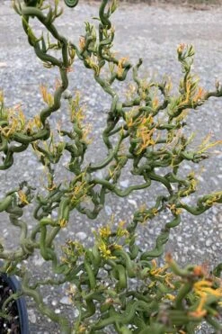 Tiny Dragon Hardy Orange (Poncirus Trifoliata) - 5 Gallon Pot - SALE! -Garden Plant Shop Trifoliate Orange Tiny Dragon 1