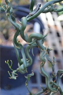 Tiny Dragon Hardy Orange (Poncirus Trifoliata) - 5 Gallon Pot - SALE! -Garden Plant Shop Trifoliate Orange Tiny Dragon 2