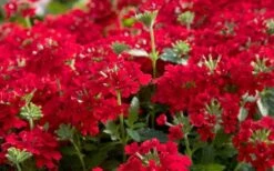 EnduraScape Red Verbena - 1 Gallon Pot 9 EnduraScape Red Verbena - 1 Gallon Pot -Garden Plant Shop Verbena EnduraScape Red 1