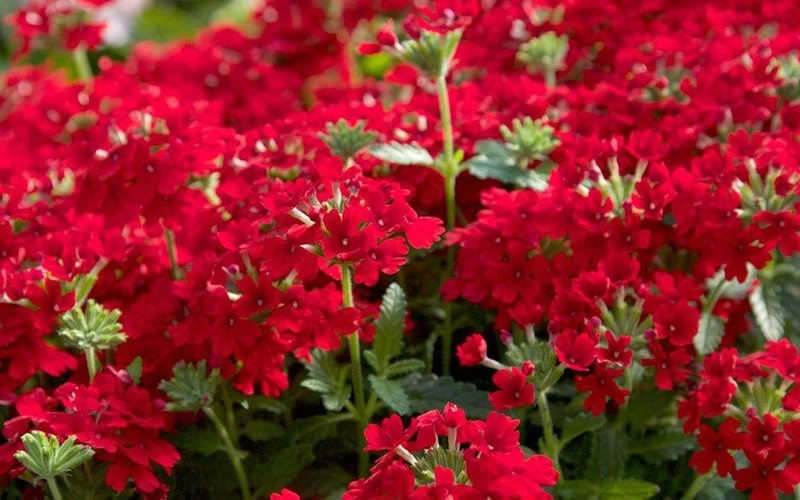 EnduraScape Red Verbena - 1 Gallon Pot 5 EnduraScape Red Verbena - 1 Gallon Pot - Image 5