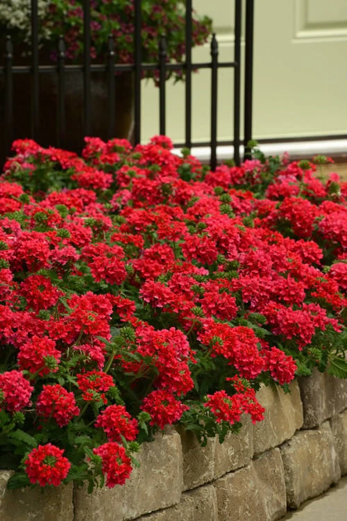 EnduraScape Red Verbena - 1 Gallon Pot 1 EnduraScape Red Verbena - 1 Gallon Pot