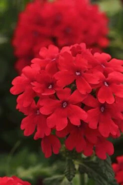 EnduraScape Red Verbena - 5 Pack Of Quart Pots -Garden Plant Shop Verbena EnduraScape Red 7