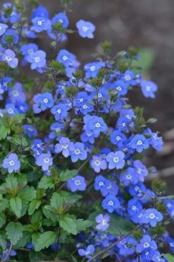 Georgia Blue Veronica Umbrosa - 6 Pack Of 1 Gallon Pots 8 Georgia Blue Veronica Umbrosa - 6 Pack Of 1 Gallon Pots -Garden Plant Shop Veronica Georgia Blue 500x750 1