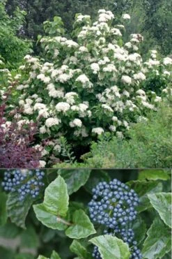 All That Glows Arrowwood Viburnum - 2 Gallon Pot -Garden Plant Shop Viburnum All That Glows 4