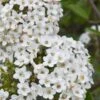 Burkwood Fragrant Viburnum - 3 Gallon Pot