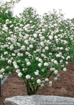 Burkwood Fragrant Viburnum - 3 Gallon Pot -Garden Plant Shop Viburnum Burkwood 10