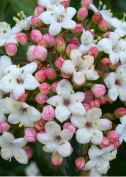 Burkwood Fragrant Viburnum - 3 Gallon Pot -Garden Plant Shop Viburnum Burkwood 11