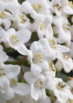 Burkwood Fragrant Viburnum - 3 Gallon Pot -Garden Plant Shop Viburnum Burkwood 2