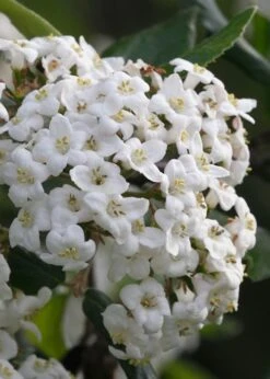 Burkwood Fragrant Viburnum - 3 Gallon Pot -Garden Plant Shop Viburnum Burkwood 3