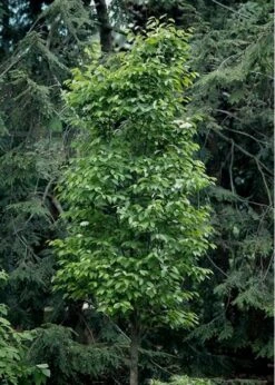 Burkwood Fragrant Viburnum - 3 Gallon Pot -Garden Plant Shop Viburnum Burkwood 7