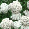 Fragrant Snowball Viburnum Carlecephalum - 3 Gallon Pot