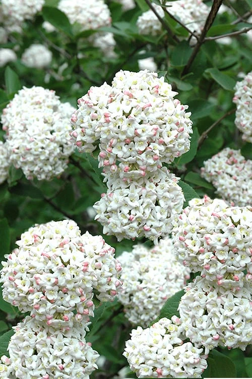 Fragrant Snowball Viburnum Carlecephalum - 3 Gallon Pot 1 Fragrant Snowball Viburnum Carlecephalum - 3 Gallon Pot