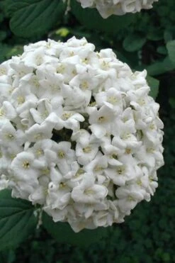 Fragrant Snowball Viburnum Carlecephalum - 3 Gallon Pot 12 Fragrant Snowball Viburnum Carlecephalum - 3 Gallon Pot -Garden Plant Shop Viburnum Carlcephalum 12
