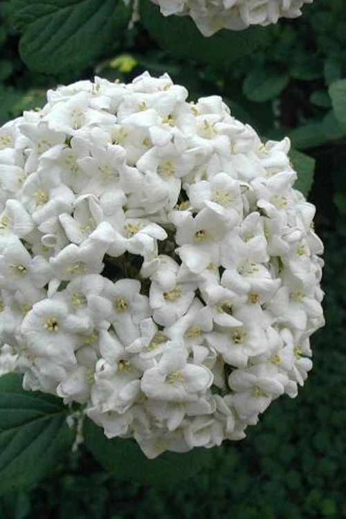 Fragrant Snowball Viburnum Carlecephalum - 3 Gallon Pot 5 Fragrant Snowball Viburnum Carlecephalum - 3 Gallon Pot - Image 5
