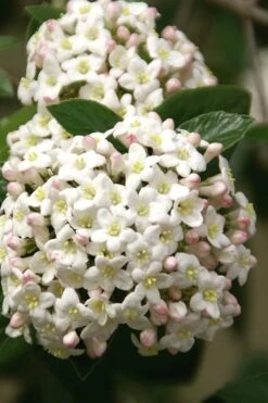 Fragrant Snowball Viburnum Carlecephalum - 3 Gallon Pot 14 Fragrant Snowball Viburnum Carlecephalum - 3 Gallon Pot -Garden Plant Shop Viburnum Carlcephalum 15