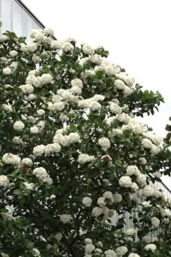Fragrant Snowball Viburnum Carlecephalum - 3 Gallon Pot 15 Fragrant Snowball Viburnum Carlecephalum - 3 Gallon Pot -Garden Plant Shop Viburnum Carlcephalum 16