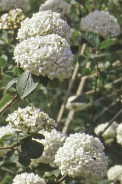 Pearlific Fragrant Snowball Viburnum Bush - 3 Gallon Pot 9 Pearlific Fragrant Snowball Viburnum Bush - 3 Gallon Pot -Garden Plant Shop Viburnum Carlecephalum Fragrant Snowball 500x750 1