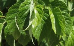 Chicago Luster Arrowwood Viburnum - 3 Gallon Pot -Garden Plant Shop Viburnum Chicago Luster 1 1