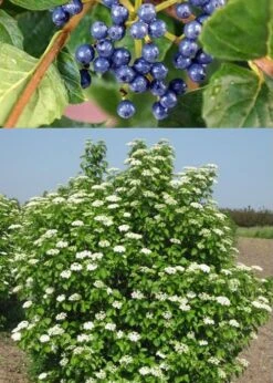 Chicago Luster Arrowwood Viburnum - 3 Gallon Pot -Garden Plant Shop Viburnum Chicago Luster 3 1