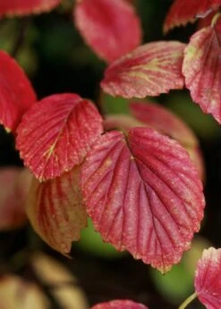 Chicago Luster Arrowwood Viburnum - 3 Gallon Pot -Garden Plant Shop Viburnum Chicago Luster 4 1