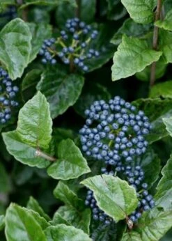 All That Glows Arrowwood Viburnum - 2 Gallon Pot -Garden Plant Shop Viburnum Chicago Luster 5 1